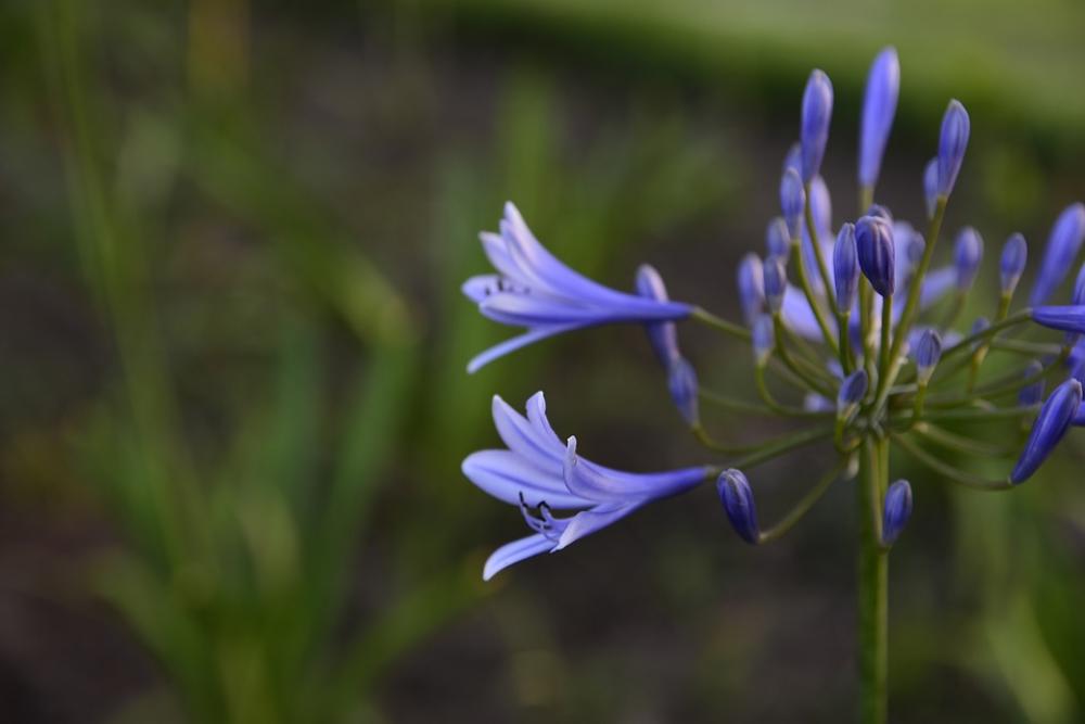 Violet Nature Park Flowers Violet Nature Park Flowers