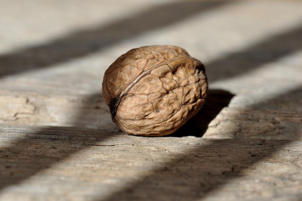 Walnut Nut Fruit Bowl Healthy Delicious Walnut Nut Fruit Bowl Healthy Delicious
