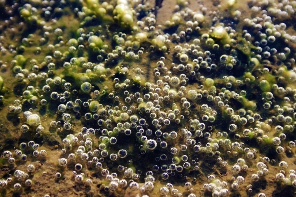 Water Air Bubbles Mud Puddle Seaweed Nature Dirty Water Air Bubbles Mud Puddle Seaweed Nature Dirty