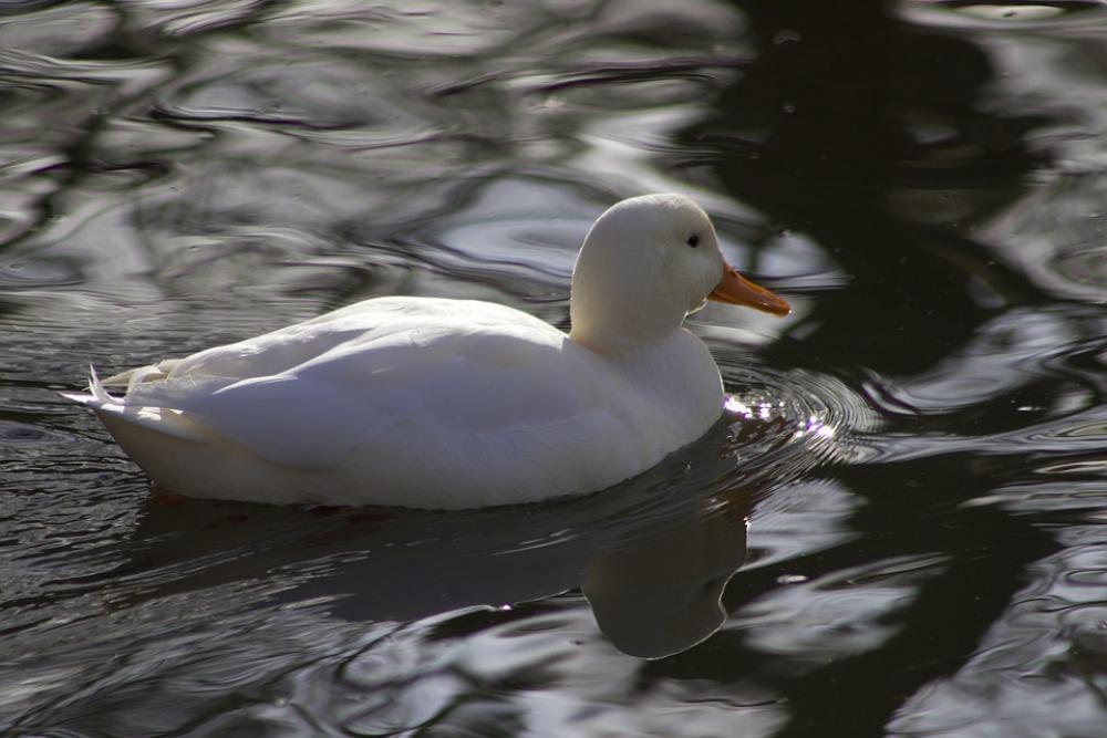 Water Bird Duck Mallard White White Duck Poultry Water Bird Duck Mallard White White Duck Poultry