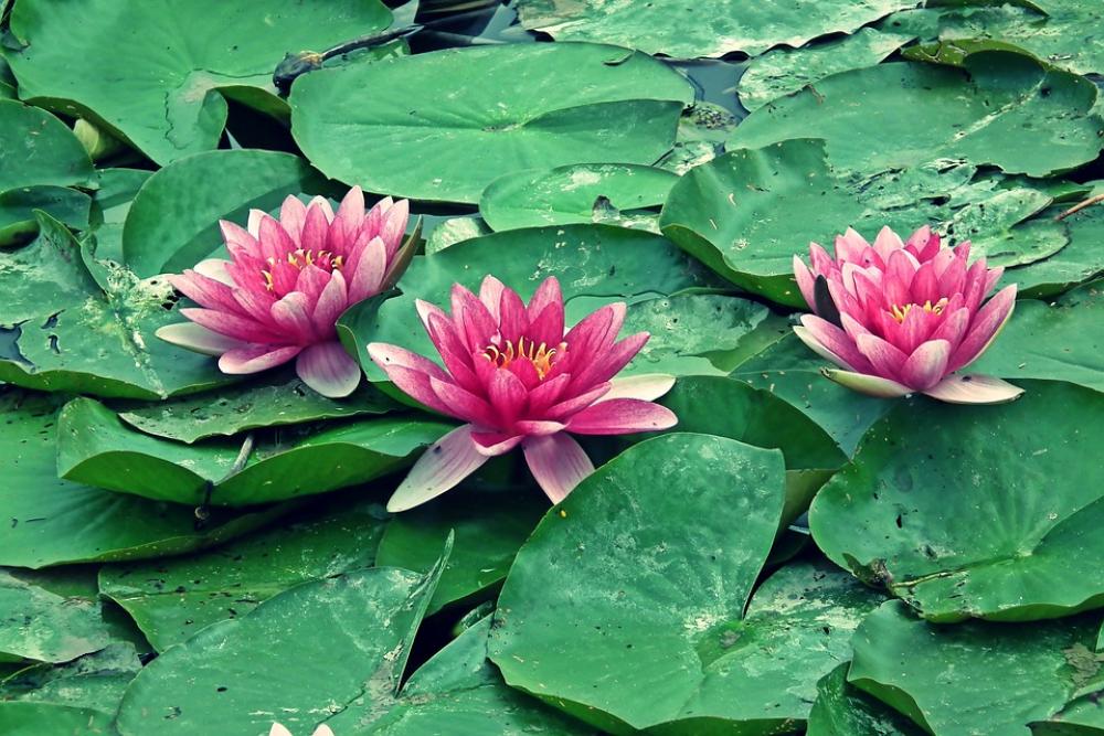 Water Lilies Water Lily Summer Flowers Pink Nature Water Lilies Water Lily Summer Flowers Pink Nature