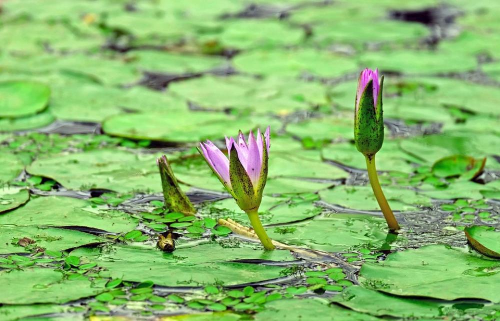 Water Lily Aquatic Plant Blossom Bloom Pink Bud Water Lily Aquatic Plant Blossom Bloom Pink Bud