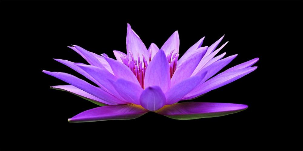Water Lily Nuphar Lutea Aquatic Plant Blossom Bloom Water Lily Nuphar Lutea Aquatic Plant Blossom Bloom