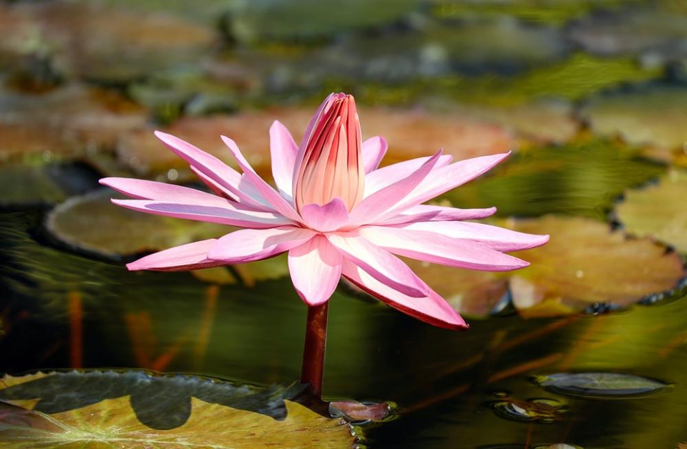 Water Lily Flower Aquatic Plant Pond Plant Blossom Water Lily Flower Aquatic Plant Pond Plant Blossom