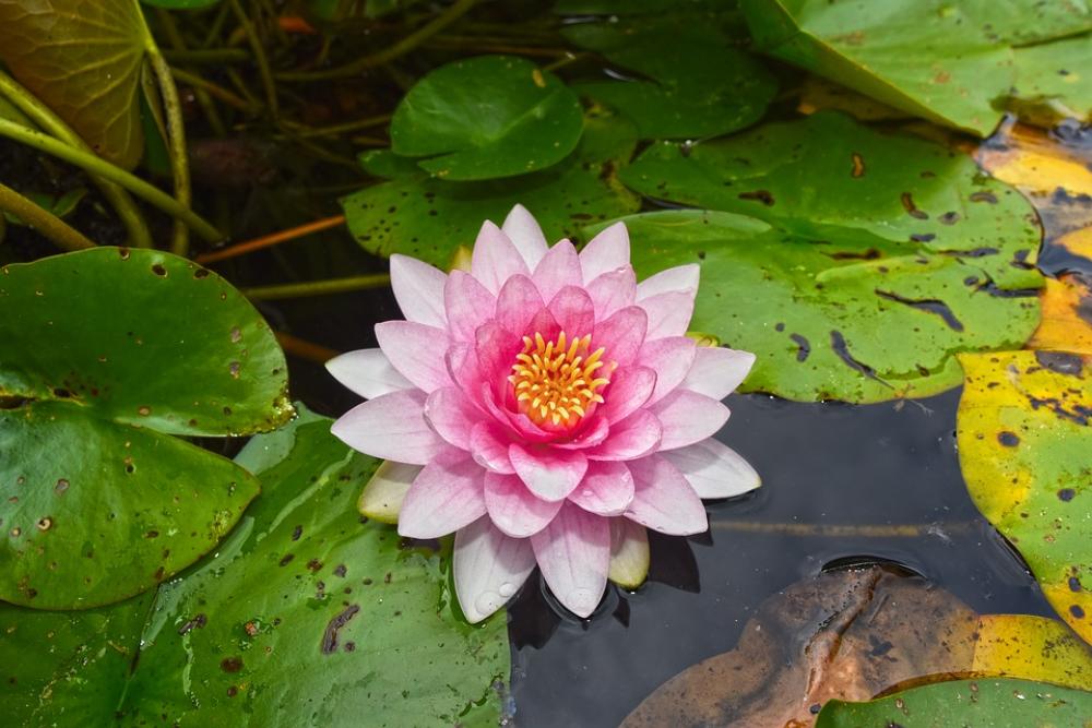 Water Lily Aquatic Herb Plant Flower Lily Pads Water Lily Aquatic Herb Plant Flower Lily Pads