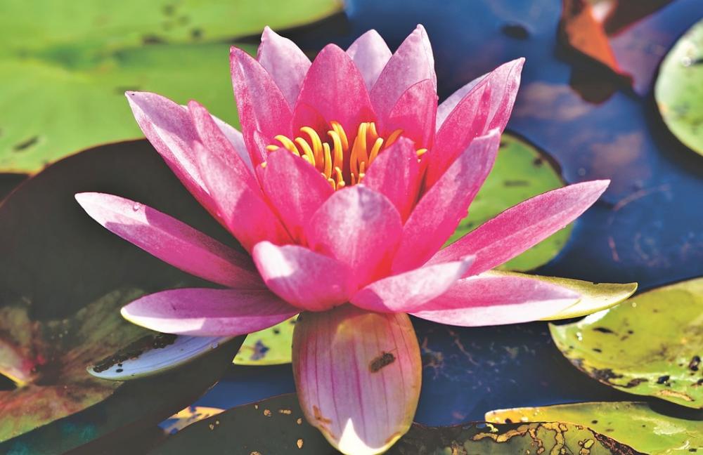 Water Lily Aquatic Plant Blossom Bloom Nuphar Lutea Water Lily Aquatic Plant Blossom Bloom Nuphar Lutea