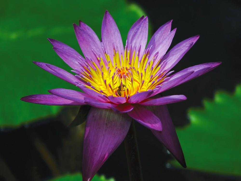 Water Lily Flower Pond Aquatic Purple Water Bloom Water Lily Flower Pond Aquatic Purple Water Bloom