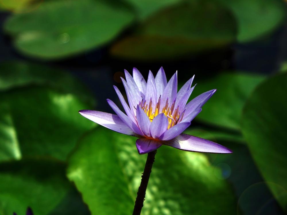 Water Lily Flower Pond Aquatic Purple Water Bloom Water Lily Flower Pond Aquatic Purple Water Bloom