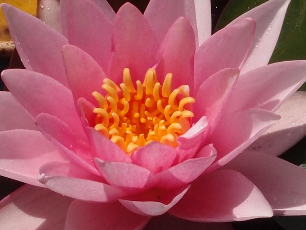 Water Lily Lily Pond Water Nature Plant Flower Water Lily Lily Pond Water Nature Plant Flower