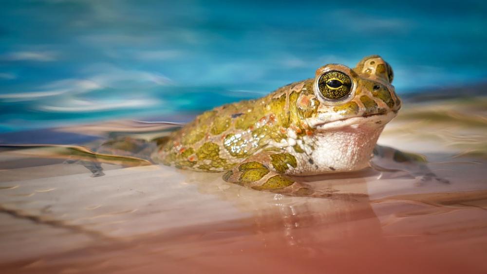 Waters Nature Frog Animal Swim Pool Eyes Waters Nature Frog Animal Swim Pool Eyes