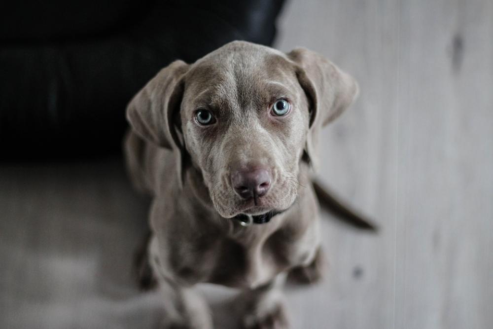 Weimaraner Puppy Dog Snout Animal Portrait Weimaraner Puppy Dog Snout Animal Portrait