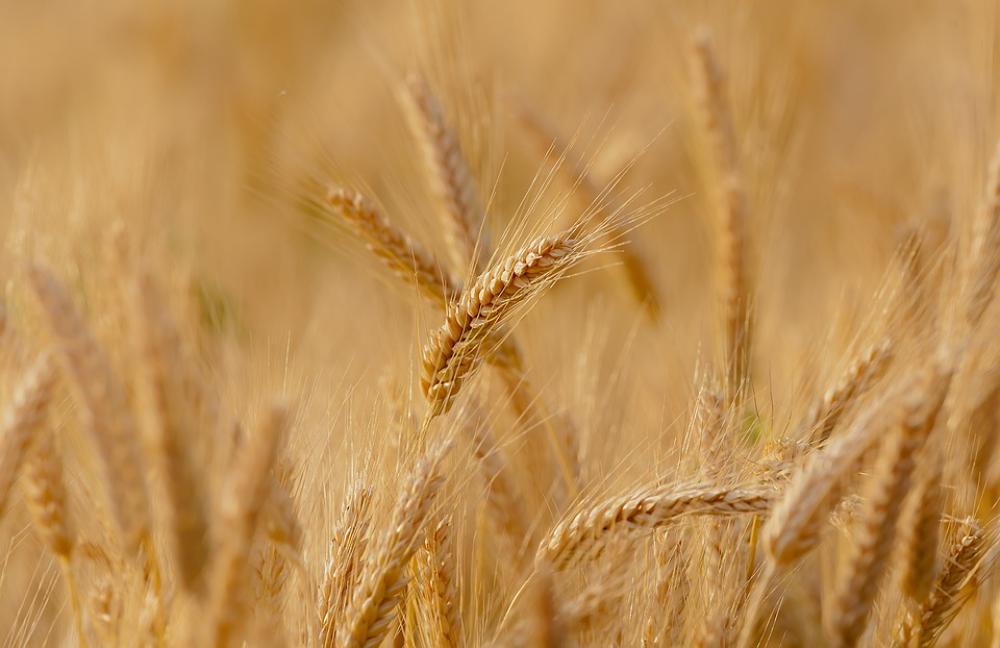 Wheat Field Spring Summer France Epi Durum Wheat Wheat Field Spring Summer France Epi Durum Wheat