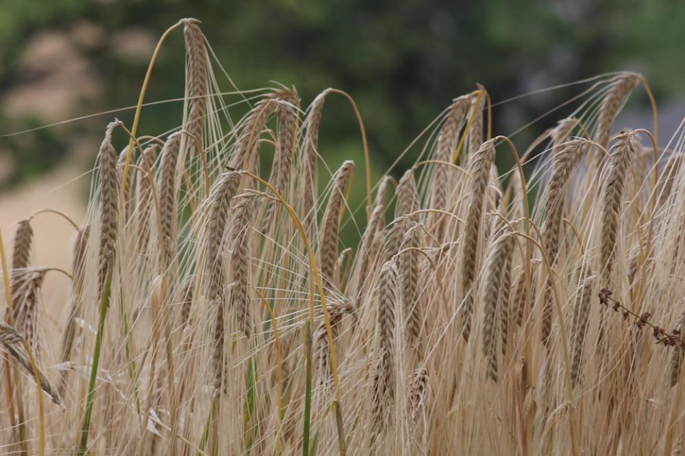 Wheat Salman Field Wheat Salman Field