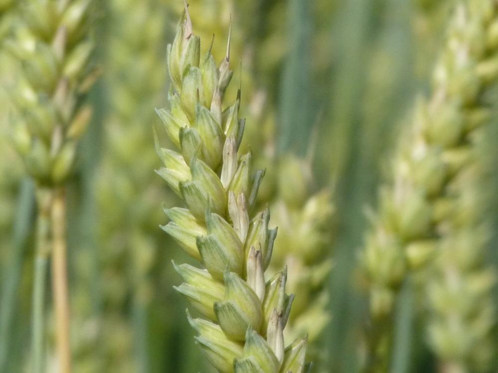 Wheat Ear Cereals Grain Summer Wheat Field Wheat Ear Cereals Grain Summer Wheat Field