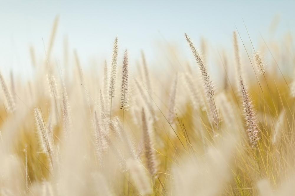 Wheat Plants Field Agriculture Summer Yellow Wheat Plants Field Agriculture Summer Yellow