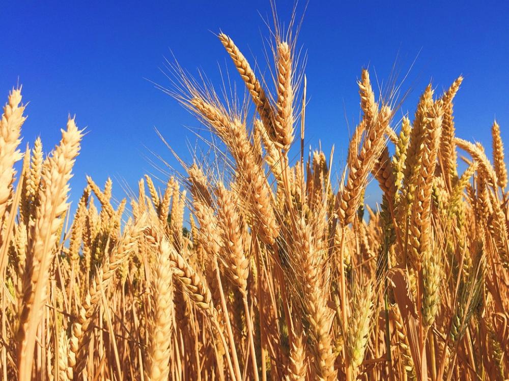 Wheat Grass Barley Autumn Harvest Nature Natural Wheat Grass Barley Autumn Harvest Nature Natural