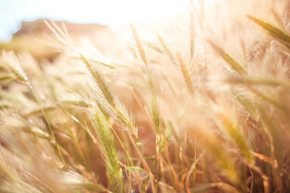 Wheat Field Agriculture Zen Tranquility Peaceful Wheat Field Agriculture Zen Tranquility Peaceful