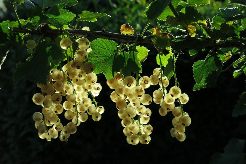 White Currant Fruits Berries Currants White Currant Fruits Berries Currants