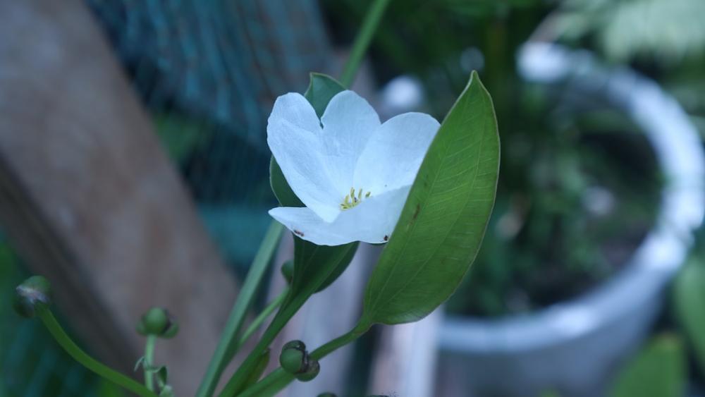 White Flower White Leaf Curve White Flower White Leaf Curve