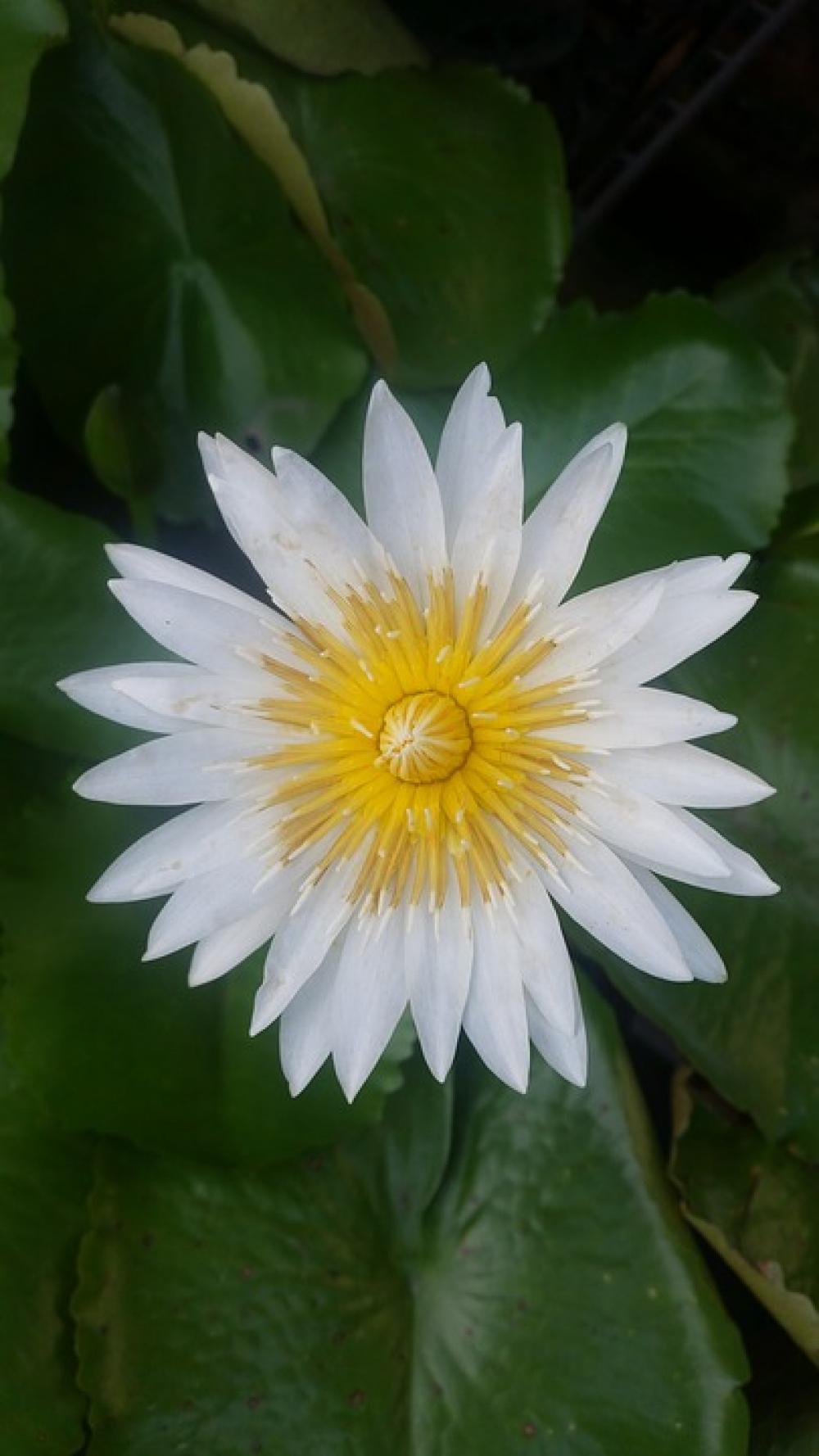 White Lotus Flower Lotus White White Flowers White Lotus Flower Lotus White White Flowers
