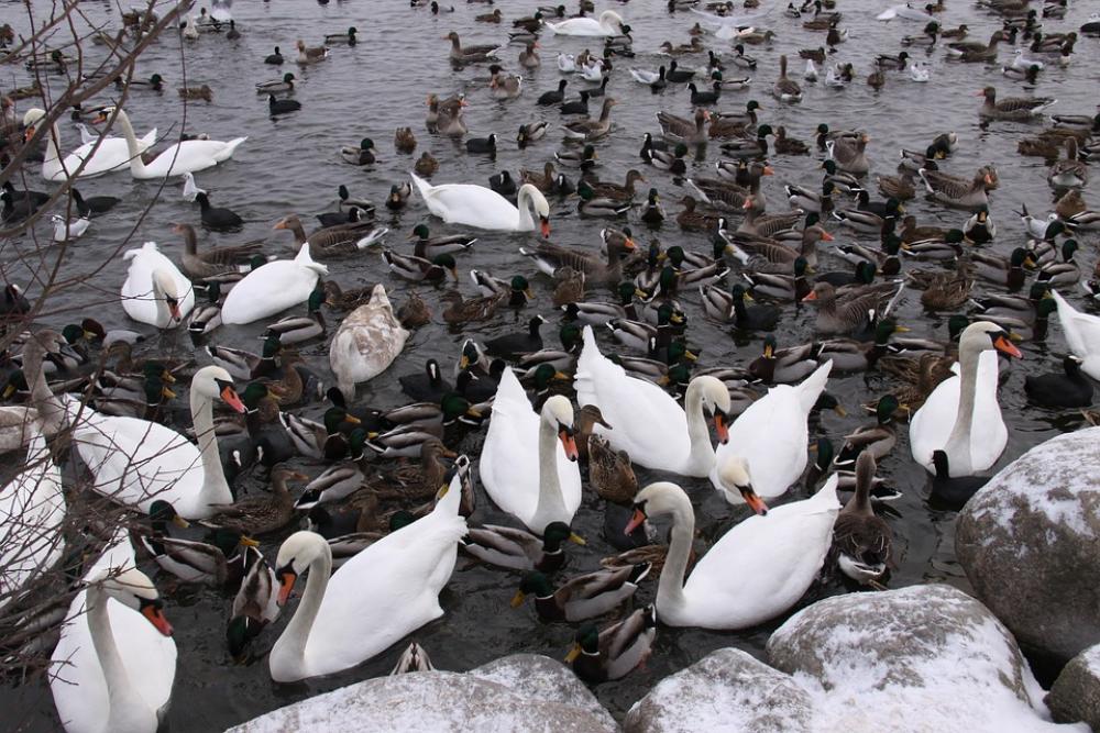 Wild Birds Ducks Swans Water Expensive Wildlife Wild Birds Ducks Swans Water Expensive Wildlife