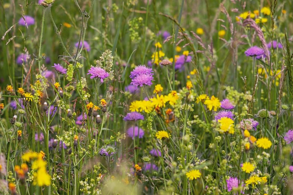 Wild Flower Meadow Flowers Arable Widow Flowers Wild Flower Meadow Flowers Arable Widow Flowers