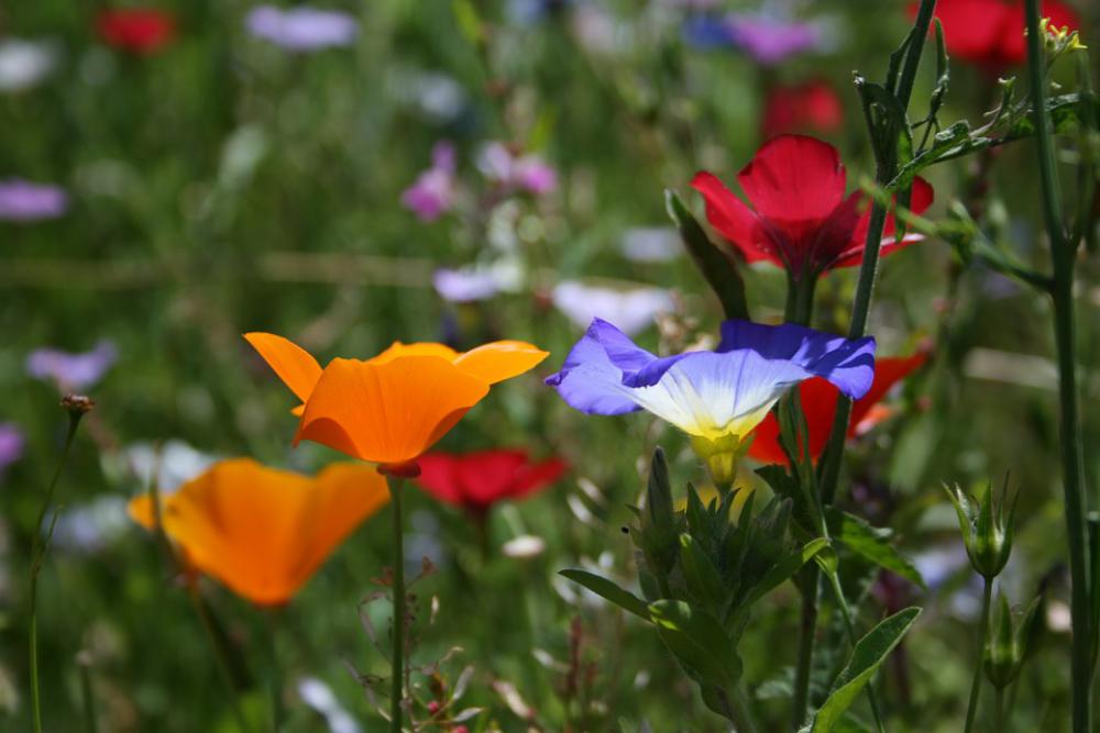 Wild Flowers Colorful Flower Meadow Spring Nature Wild Flowers Colorful Flower Meadow Spring Nature