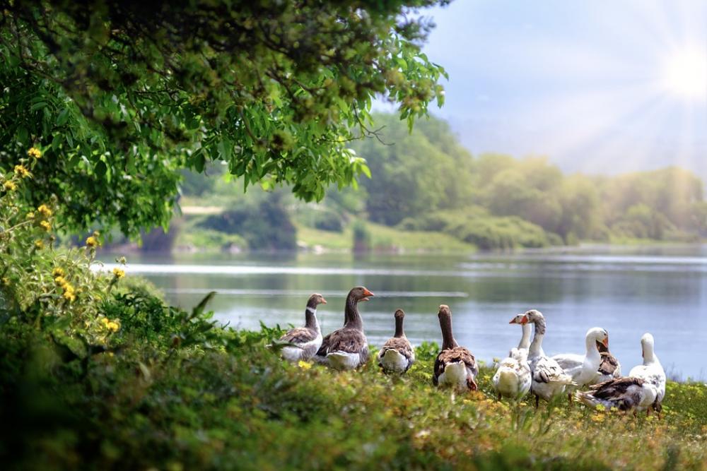 Wild Geese Waterfowl Flock Waddling Lake Geese Wild Geese Waterfowl Flock Waddling Lake Geese