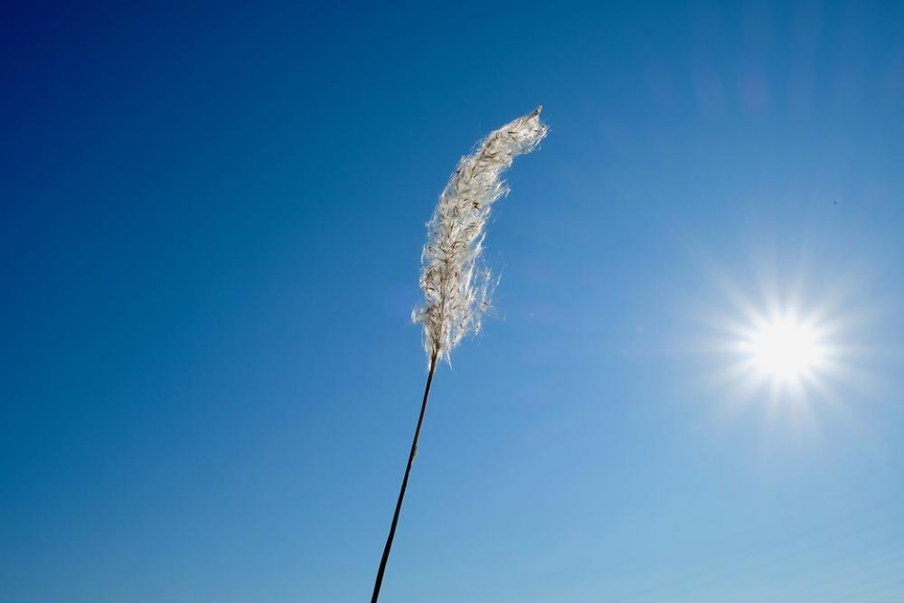 Wild Grasses Pure Sun Winter Lovely Wind Simple Wild Grasses Pure Sun Winter Lovely Wind Simple