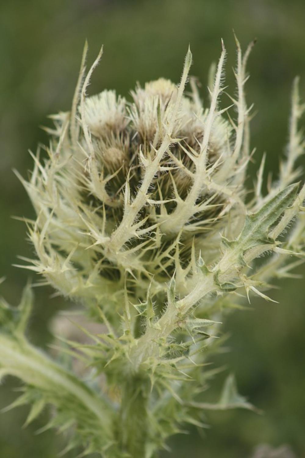 Wild Plant Alps Mountain Thistle Spring Wild Plant Alps Mountain Thistle Spring