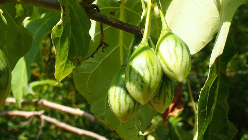 Wild Tomatoes Vegetables Botanic Garden Fruit Wild Tomatoes Vegetables Botanic Garden Fruit