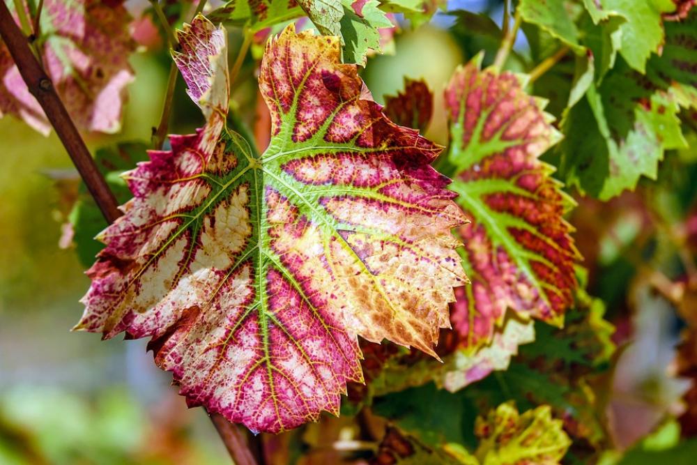 Wine Leaf Leaf Color Grapevine Plant Winegrowing Wine Leaf Leaf Color Grapevine Plant Winegrowing