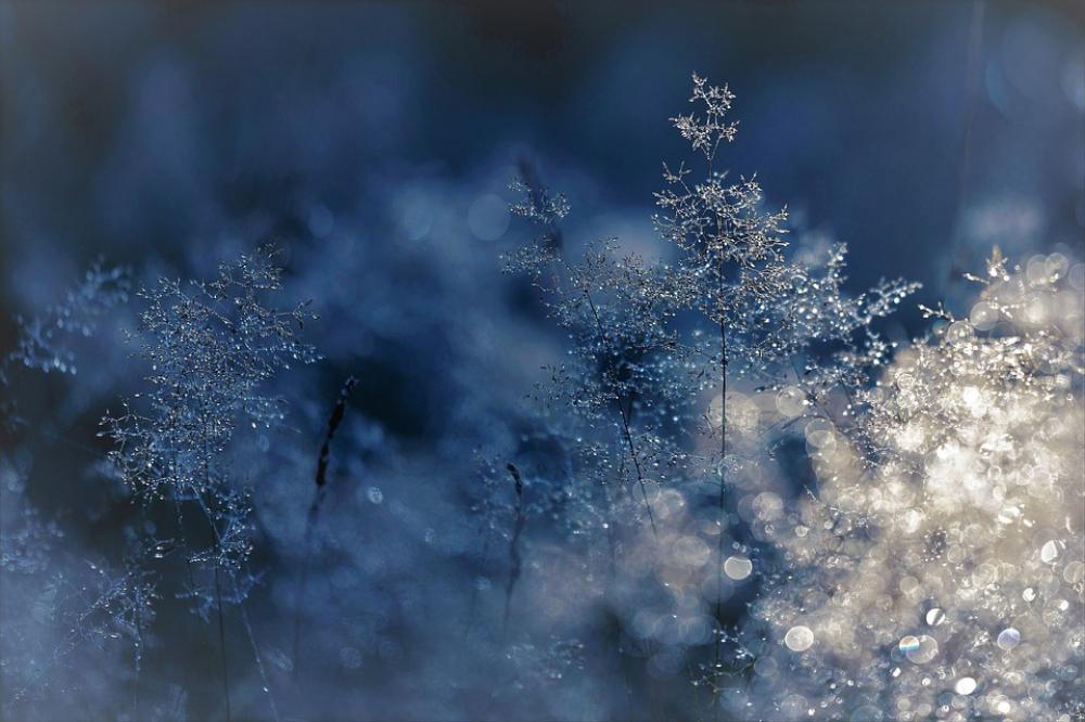 Winter Cold Grasses Blue Frost Shrub Winter Cold Grasses Blue Frost Shrub