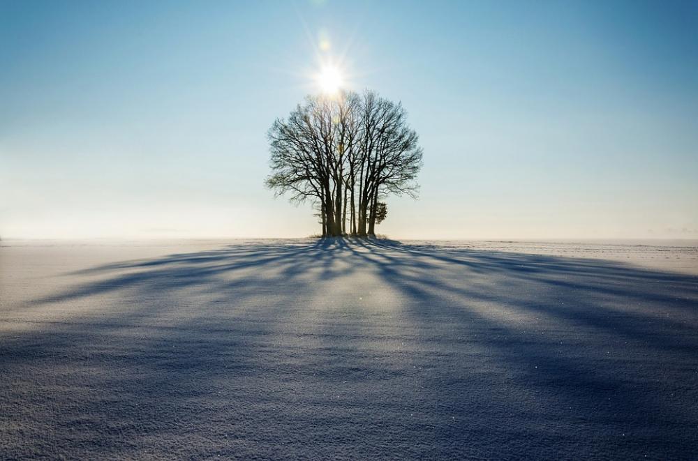 Winter Landscape Tree Lonely Shadow Sunset Day Winter Landscape Tree Lonely Shadow Sunset Day