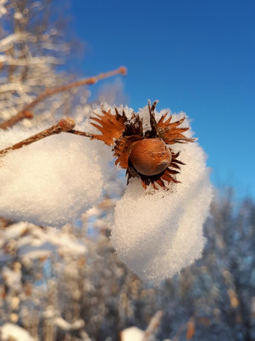 Winter Walnut Snow Sky Cold Winter Day Winter Walnut Snow Sky Cold Winter Day