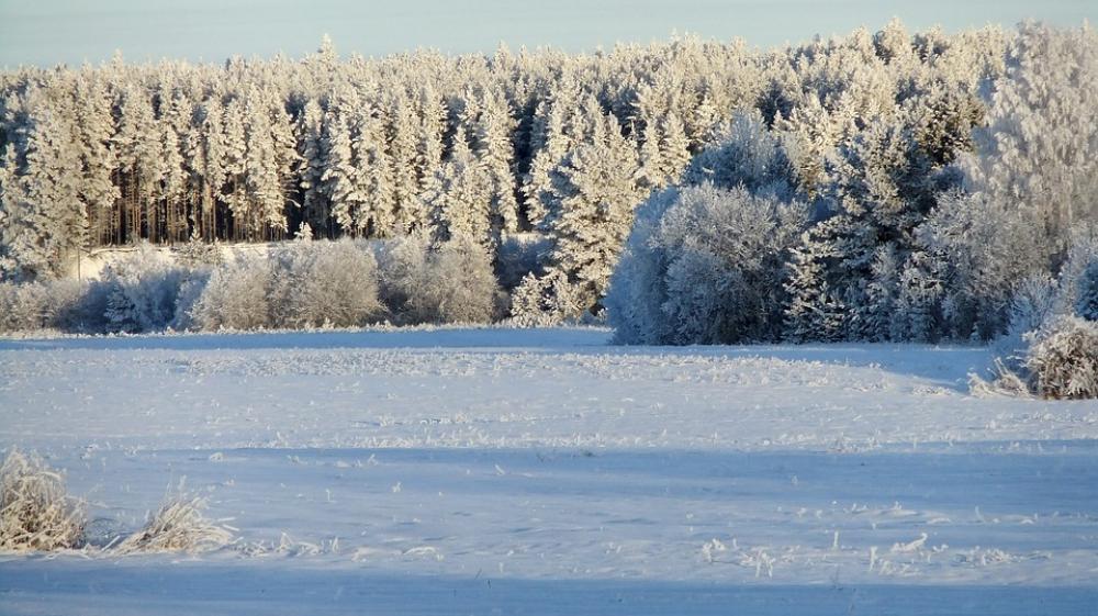 Winter Frost Leann Snow Nature Landscape Trees Winter Frost Leann Snow Nature Landscape Trees