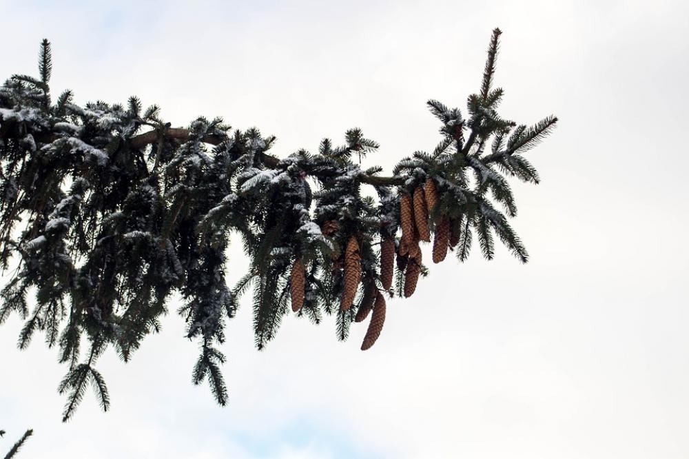 Winter Snow Frost Tree Spruce Holidays Cones Winter Snow Frost Tree Spruce Holidays Cones