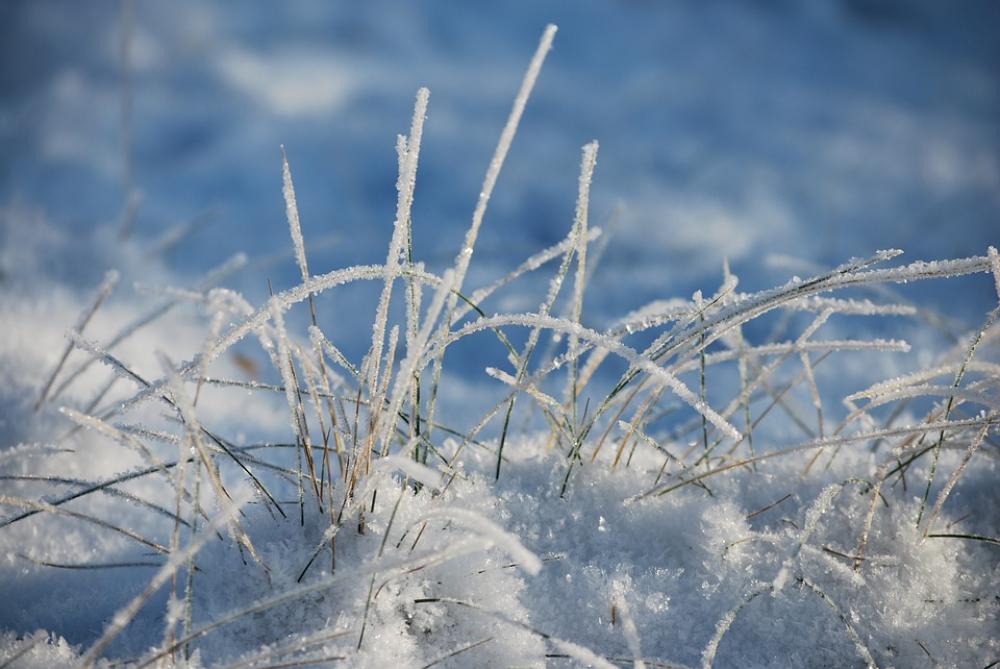 Winter Frost Nature Winter Frost Nature