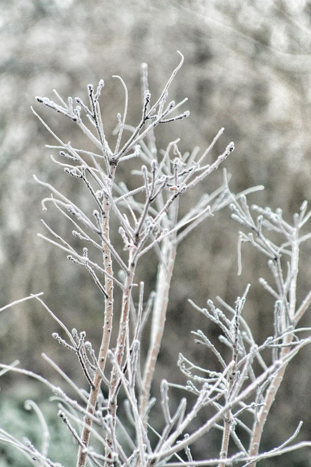 Winter November December White Forest Plants Winter November December White Forest Plants