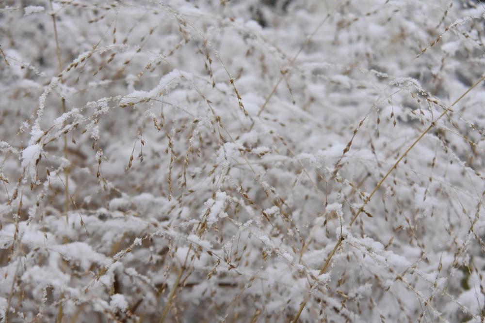 Winter Grass Cold Nature Figure Winter Grass Cold Nature Figure