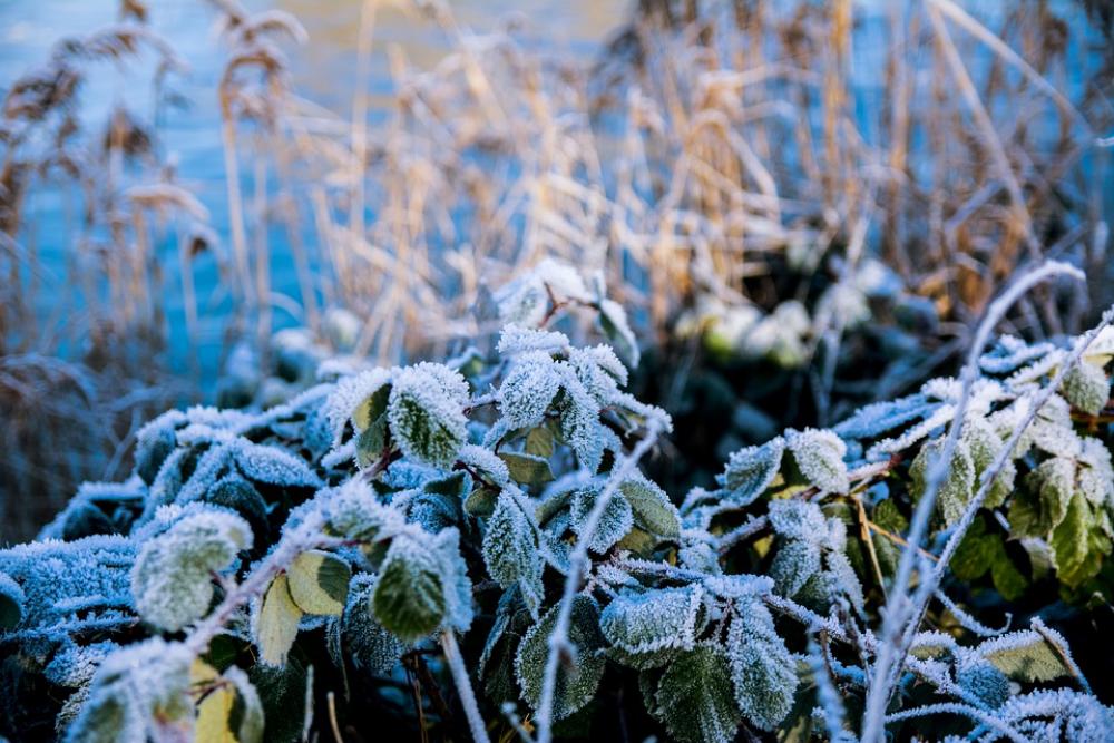 Winter Frost Snow Cold Ice Nature Frozen Winter Frost Snow Cold Ice Nature Frozen