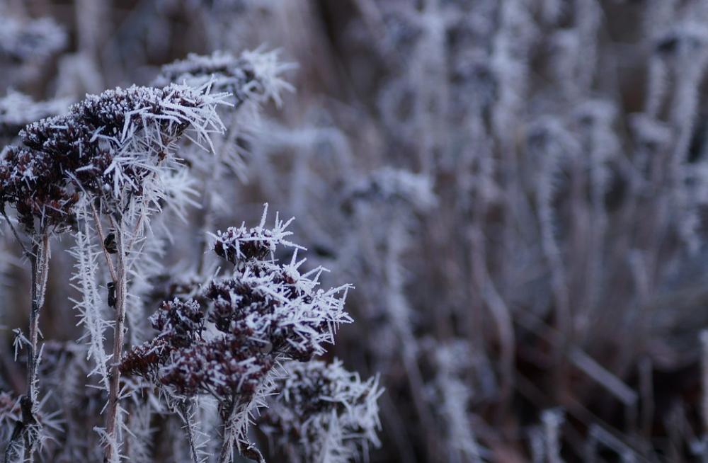 Winter Cold Frost Snow Nature Wintry Winter Magic Winter Cold Frost Snow Nature Wintry Winter Magic