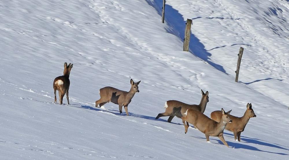 Winter Landscape Red Deer Deer Snow Fence Piles Winter Landscape Red Deer Deer Snow Fence Piles