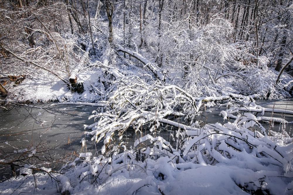 Winter Snow Nature Landscape Wintry Tree Cold Winter Snow Nature Landscape Wintry Tree Cold