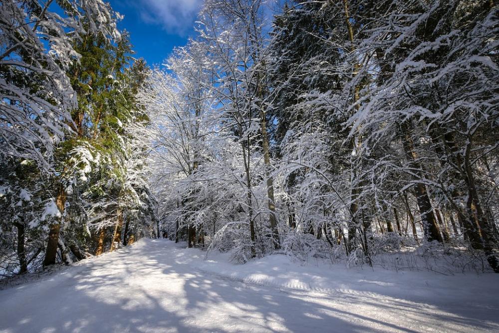 Winter Snow Nature Landscape Wintry Tree Cold Winter Snow Nature Landscape Wintry Tree Cold