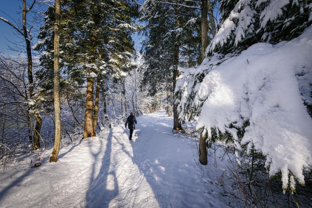 Winter Snow Nature Landscape Wintry Tree Cold Winter Snow Nature Landscape Wintry Tree Cold