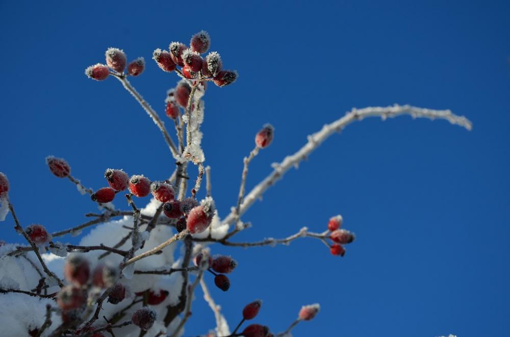 Winter Snow Cold Frost Nature Winter Snow Cold Frost Nature