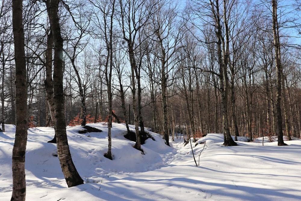 Winter Snow Forest Nature Trees Snowy Winter Snow Forest Nature Trees Snowy