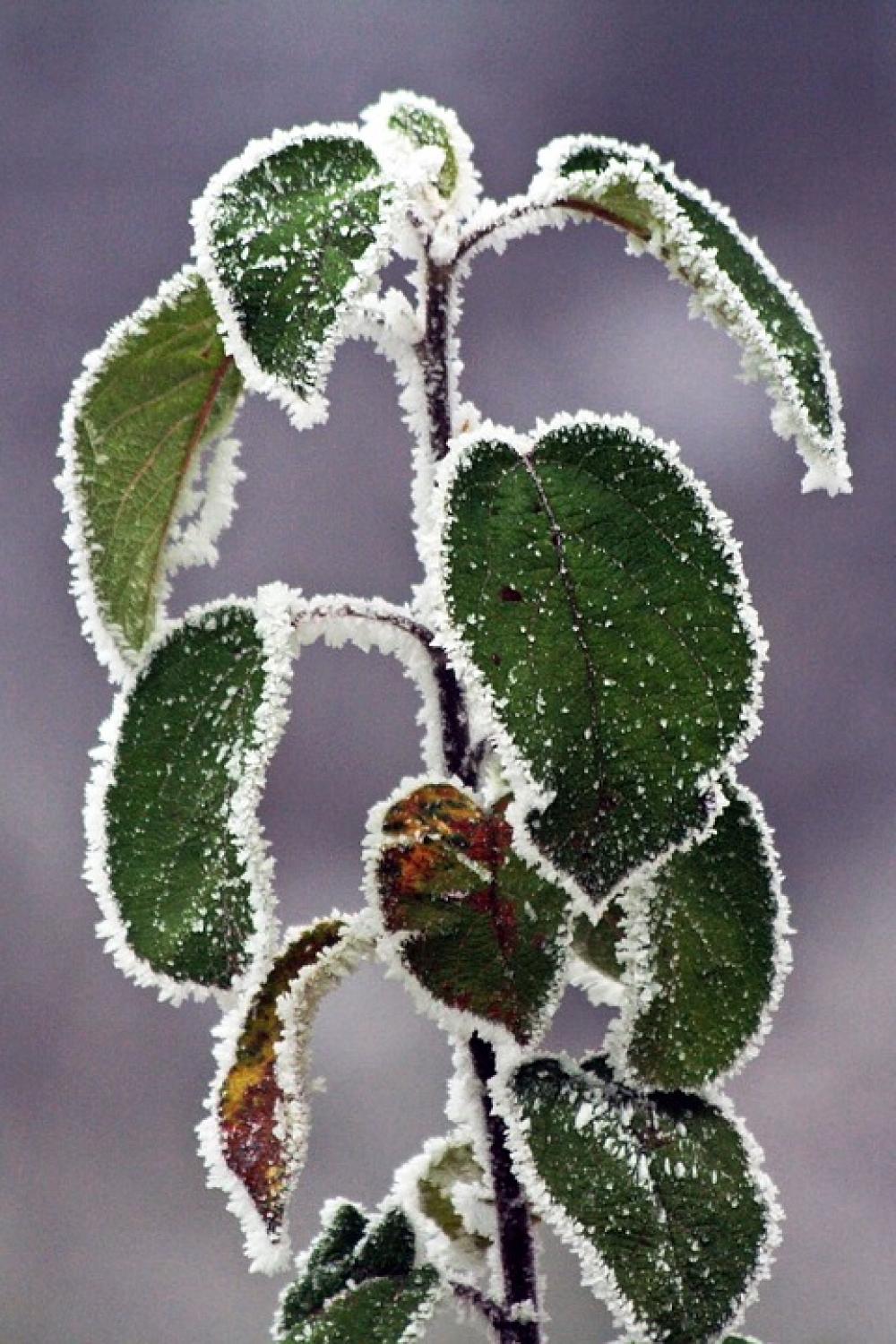 Winter Frozen Icing Whites Frost Cold Foliage Winter Frozen Icing Whites Frost Cold Foliage