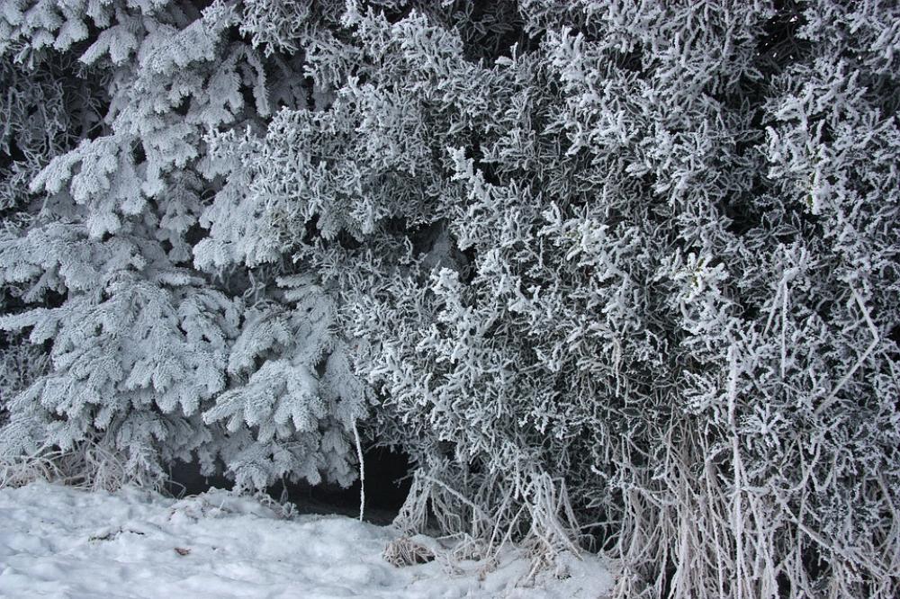 Winter Ripe Eiskristalle Ice Snow Holly Winter Ripe Eiskristalle Ice Snow Holly